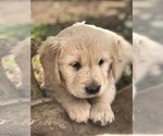 Small Photo #1 Golden Retriever Puppy For Sale in CLOVIS, CA, USA