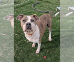Small Photo #4 American Staffordshire Terrier-Unknown Mix Puppy For Sale in Calhoun, GA, USA