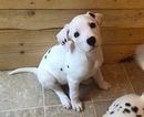 Small Photo #4 Dalmatian Puppy For Sale in ASHEBORO, NC, USA