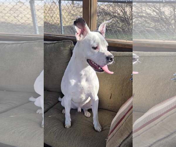 Medium Photo #2 Mutt Puppy For Sale in Martinsburg, WV, USA