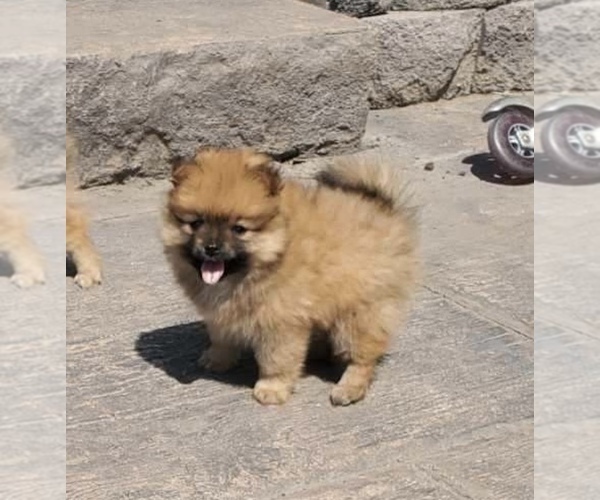 Medium Photo #4 Pomeranian Puppy For Sale in ELMHURST, IL, USA