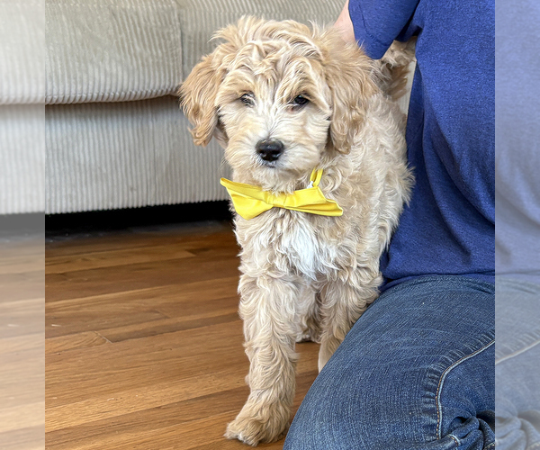 Medium Photo #7 Goldendoodle (Miniature) Puppy For Sale in ROY, UT, USA