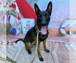 Mutt Dogs for adoption in Long Beach, CA, USA