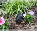 Small #3 Dachshund