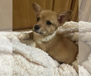 Pembroke Welsh Corgi Puppy for sale in CUMBERLAND COLLEGE, KY, USA