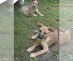 Small #3 Chihuahua-Wheaten Terrier Mix