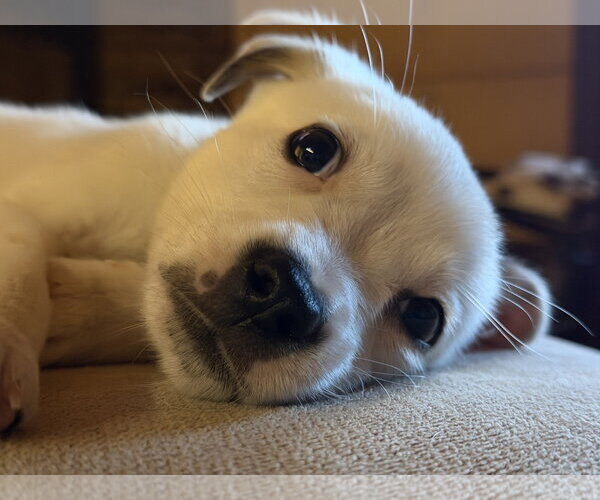 Medium Photo #3 Jack Russell Terrier-Unknown Mix Puppy For Sale in Ball Ground, GA, USA