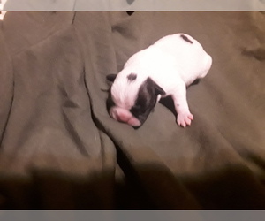 American Boston Bull Terrier-French Bulldog Mix Puppy for sale in Avon Park, FL, USA