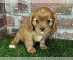 Small #17 Cavalier King Charles Spaniel
