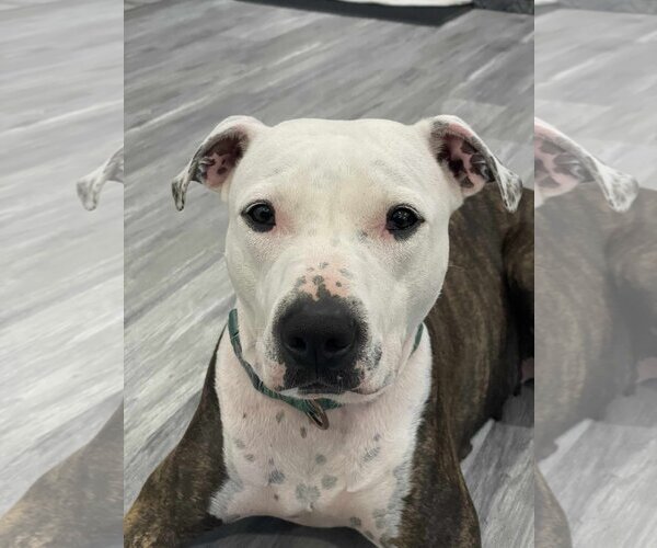 Medium Photo #2  Puppy For Sale in , 