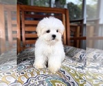 Peanut - Male Mal-Shi Puppy for Sale - Photo #3