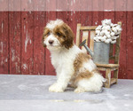 Puppy Fawn Cocker Spaniel-Poodle (Miniature) Mix