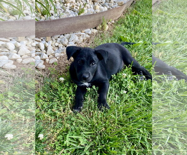 Medium Photo #7 Labsky Puppy For Sale in Hillsboro, MO, USA