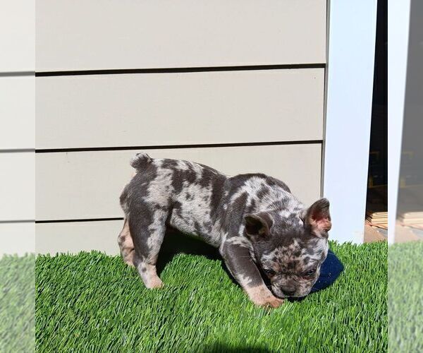 Medium Photo #2 French Bulldog Puppy For Sale in SAN JOSE, CA, USA