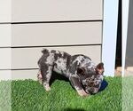 Small Photo #2 French Bulldog Puppy For Sale in SAN JOSE, CA, USA
