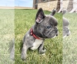 Small Photo #3 French Bulldog Puppy For Sale in CANYON, TX, USA