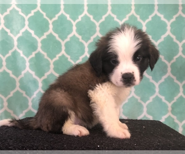 Medium Photo #1 Saint Bernard Puppy For Sale in AURORA, CO, USA