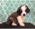 Small Photo #1 Saint Bernard Puppy For Sale in AURORA, CO, USA
