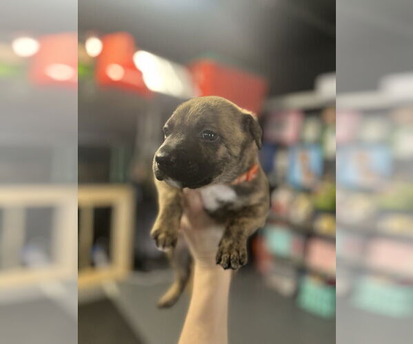 Medium Photo #6 Mutt Puppy For Sale in Imlay City, MI, USA