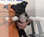Small #1 Australian Shepherd-Rat Terrier Mix