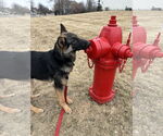 Small #2 German Shepherd Dog