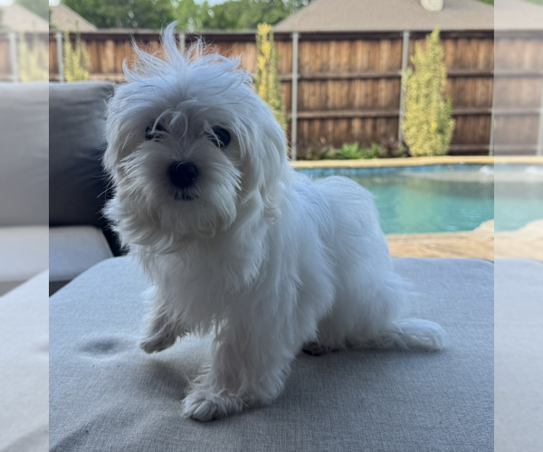 Medium Photo #1 Maltese Puppy For Sale in McKinney, TX, USA