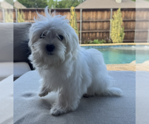 Maltese Dogs for adoption in McKinney, TX, USA