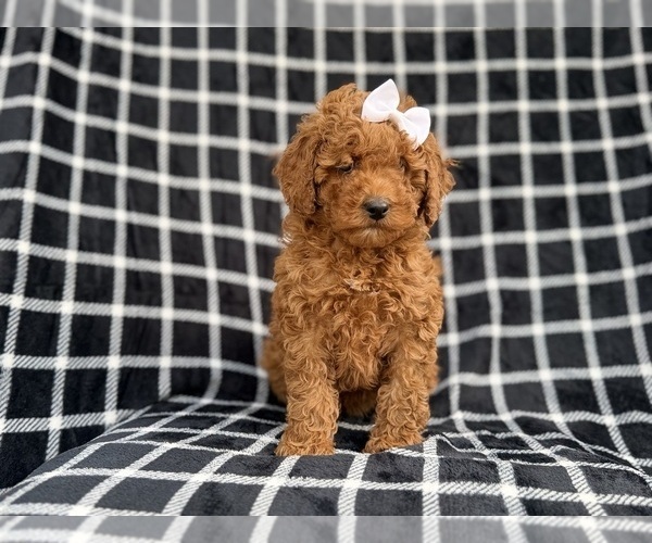 Medium Photo #6 Cock-A-Poo Puppy For Sale in LAKELAND, FL, USA