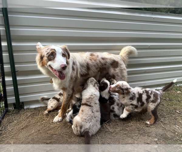 Medium Photo #26 Australian Shepherd Puppy For Sale in HYDEN, KY, USA