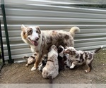 Small #25 Australian Shepherd