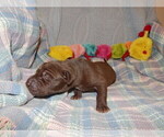 Small Photo #130 Great Dane Puppy For Sale in SPRAGGS, PA, USA