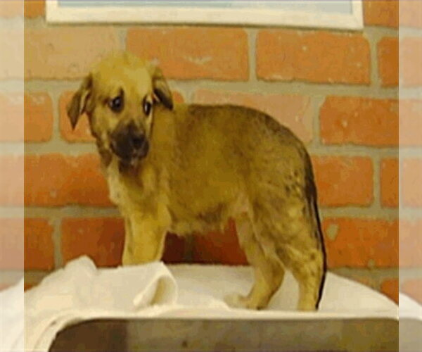 Medium Photo #4 Labrenees Puppy For Sale in Lakewood, CO, USA