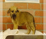 Small Photo #4 Labrenees Puppy For Sale in Lakewood, CO, USA