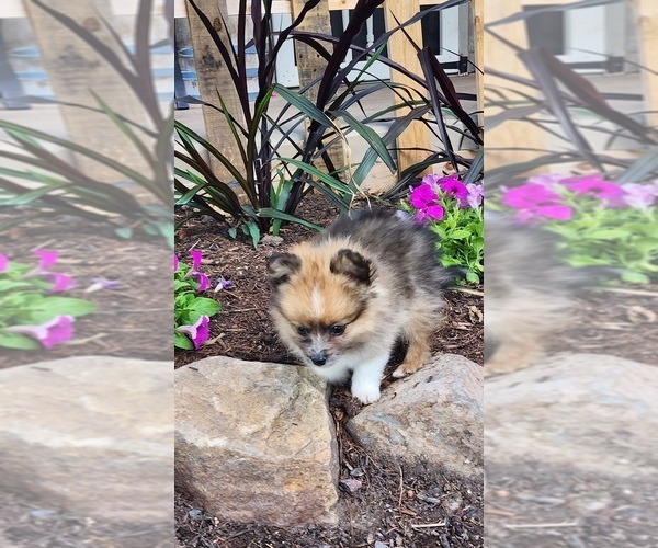 Medium Photo #1 Pomeranian Puppy For Sale in GREENWOOD, WI, USA