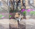 Puppy Warrior Pomeranian