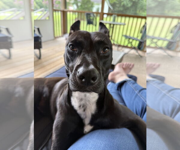 Medium Photo #3 Mutt Puppy For Sale in Holly Springs, NC, USA