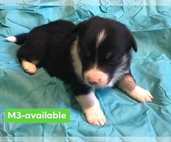 Medium Photo #9 Cowboy Corgi Puppy For Sale in SUMMERVILLE, GA, USA