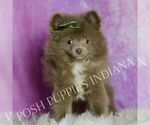 Small Photo #26 Pomeranian Puppy For Sale in WARSAW, IN, USA