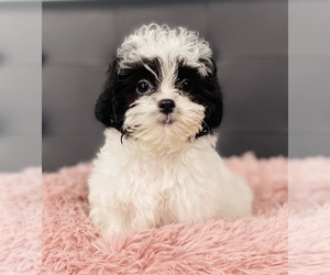 ShihPoo Puppy for sale in CINCINNATI, OH, USA