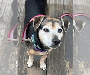 Chihuahua Dogs for adoption in Boonton, NJ, USA
