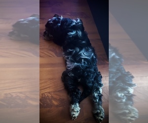 Aussiedoodle-Aussiedoodle Miniature Mix Puppy for sale in NEW ORLEANS, LA, USA