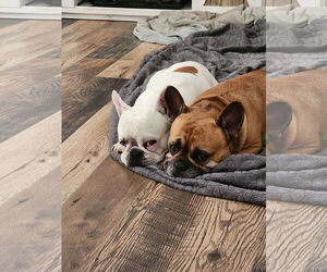 Medium French Bulldog