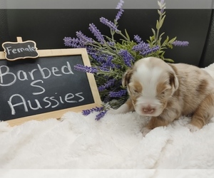 Australian Shepherd Puppy for sale in TAYLOR, TX, USA