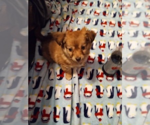 Chihuahua Puppy for sale in SIDNEY, OH, USA
