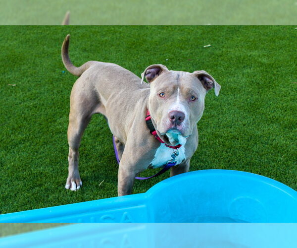 Medium Photo #1 Mutt Puppy For Sale in Martinez, CA, USA