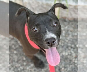 Staffordshire Bull Terrier-Unknown Mix Dogs for adoption in Jefferson, NJ, USA