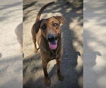 Small #1 Greyhound Mix