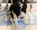 Small Photo #1 Bordoodle Puppy For Sale in HENDERSONVILLE, NC, USA