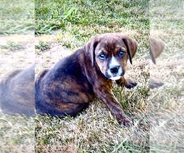 Medium Photo #4 Mutt Puppy For Sale in Mooresville, NC, USA
