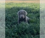 Small Photo #3 Labrador Retriever Puppy For Sale in VONA, CO, USA